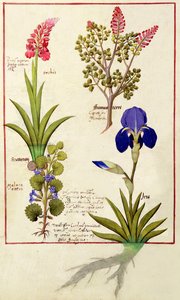 上の行：オーキッドアンドフミトリーまたは出血ハート。下の列：ヘデラとアイリス、Mattheaus Platearius 114v著「The Book of Simple Medicines」のイラスト